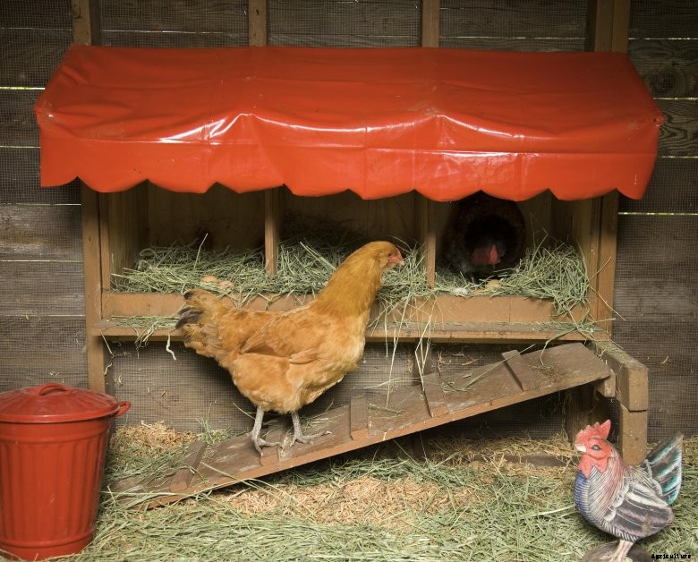 101613477010b9e249f85c43641546d9ad755aba15abae97a_red_roost